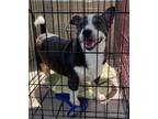 Adopt Klondike bonded with Papito a Black - with White Corgi dog in Howey in the