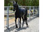 Friesian Filly for Sale