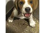 Beagle Puppy for sale in Kansas City, MO, USA