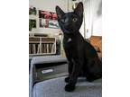 Adopt Hissy a All Black Domestic Shorthair cat in Brandon, FL (35466310)