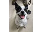 Adopt Pongo a Boston Terrier / Beagle / Mixed dog in West Vancouver
