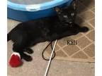 Adopt Kali (22-215) a American Shorthair / Mixed (short coat) cat in York