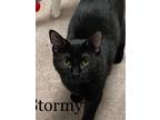 Adopt Stormy (22-213) a American Shorthair / Mixed (short coat) cat in York