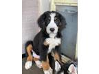 Adopt Lou a Bernese Mountain Dog / Mixed dog in Castle Rock, CO (35465462)