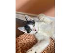 Adopt Jerry- Stratford a White Domestic Shorthair / Domestic Shorthair / Mixed