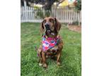 Adopt Oprah a Brindle Hound (Unknown Type) / Beagle / Mixed dog in San Mateo