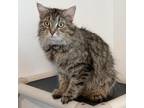 Adopt Monarch a Brown or Chocolate Domestic Mediumhair / Mixed cat in Franklin