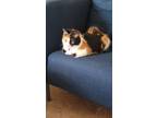 Adopt Wander a Tan or Fawn Tabby Domestic Mediumhair / Mixed (medium coat) cat