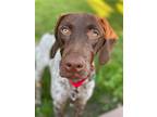 Adopt Harper a Brown/Chocolate - with White German Shorthaired Pointer / Mixed