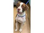 Adopt Pearl a Brown/Chocolate Boxer / Mixed dog in Madera, CA (35462515)