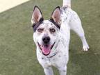 Adopt HERO a White - with Black Australian Cattle Dog / Mixed dog in Martinez