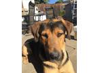 Adopt Orson a Black - with Tan, Yellow or Fawn Rottweiler / Hound (Unknown Type)
