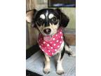 Gracie, Toy Fox Terrier For Adoption In San Diego, California