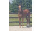 Riding Prospect or Broodmare