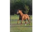 Lower Level Riding Prospect or Broodmare