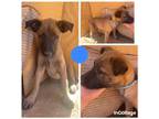 Belgian Malinois Puppy for sale in Jacksonville, OR, USA