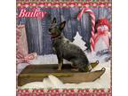 Adopt BAILEY a Gray/Silver/Salt & Pepper - with Black Blue Heeler / Mixed dog in