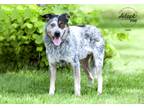 Adopt Leo a Black - with Gray or Silver Blue Heeler / Australian Cattle Dog /