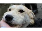 Adopt Beth a Tan/Yellow/Fawn - with Black Border Terrier / Labradoodle / Mixed