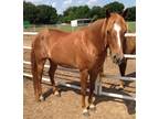 Adopt Murphy a Chestnut/Sorrel Pony - of America horse in Willis, TX (5665118)