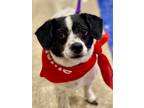 Adopt Jersey a Black - with White Jack Russell Terrier / Mixed dog in Modesto