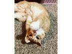 Adopt Pablo a Orange or Red (Mostly) Domestic Shorthair (short coat) cat in