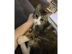 Adopt Kammie a Gray, Blue or Silver Tabby Domestic Shorthair (short coat) cat in