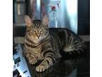 Adopt Maisy a Brown Tabby Domestic Shorthair (short coat) cat in High Springs