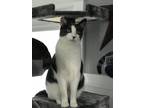 Adopt Tommy a White (Mostly) Domestic Shorthair (short coat) cat in High