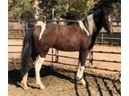 Gorgeous Curly Fox Trotter Mare in Foal to HZ Curly Stallion