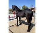 Friesian Colt for Sale