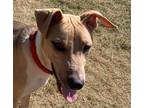 Adopt Ollie a Tricolor (Tan/Brown & Black & White) Whippet / Mixed dog in