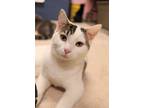 Adopt Young a Domestic Short Hair