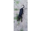 Adopt Naidjia a Brown/Chocolate German Shepherd Dog / Mixed dog in Ocala