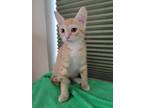 Adopt Tangerine a Orange or Red Tabby Domestic Shorthair / Mixed cat in West