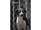 Adopt Miles a Tricolor (Tan/Brown & Black & White) Catahoula Leopard Dog / Mixed