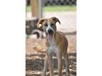 Adopt Sterling a Red/Golden/Orange/Chestnut - with White Catahoula Leopard Dog /