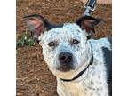 Adopt Pebbles a White - with Black Australian Cattle Dog / Mixed dog in Walnut
