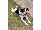 Adopt Moo Moo a White - with Black Jack Russell Terrier / Pointer dog in