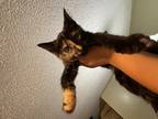 Adopt Cinnamon a Tortoiseshell Domestic Shorthair / Mixed (short coat) cat in