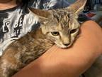 Adopt Buttercup a Tiger Striped Domestic Shorthair / Mixed (short coat) cat in