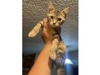Adopt Sparkles a Tiger Striped Domestic Shorthair / Mixed (short coat) cat in