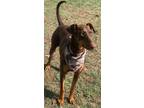 Adopt Maggie a Brown/Chocolate Doberman Pinscher / Mixed dog in Visalia