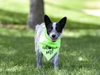 Adopt Connor a Black - with White Blue Heeler / Corgi / Mixed dog in Salt Lake