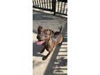 Adopt Nas a Brown/Chocolate - with Black American Staffordshire Terrier / Mixed