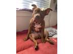 Adopt Clementine a Staffordshire Bull Terrier, Pit Bull Terrier