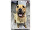 Adopt Goldle a Mixed Breed