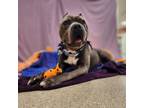 Adopt Brody a Pit Bull Terrier