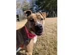 Adopt Juno a Pit Bull Terrier