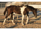 Flashy FANCY Black & White Registered Andalusian Filly